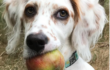 An apple a day keeps the vet away.