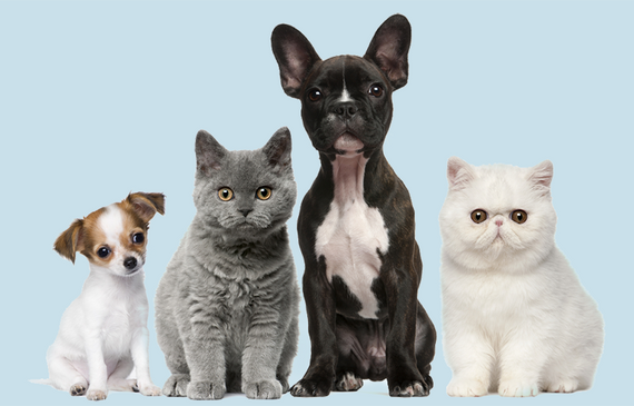 Causes of Seizures in Dogs