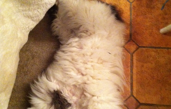 My Cat is addicted to Earl Grey - What's yours up to?