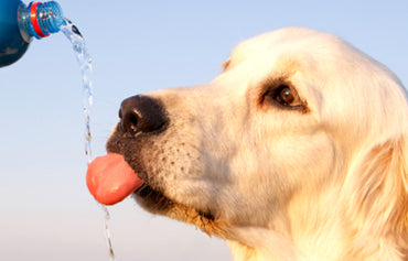Does Your Dog Have Diabetes?