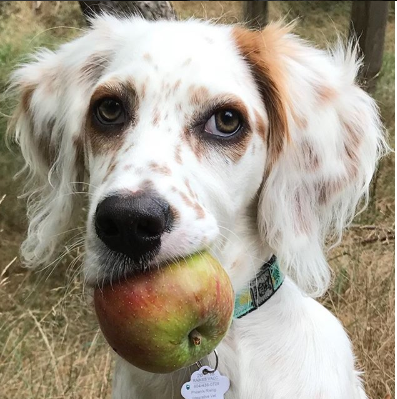 An apple a day keeps the vet away.