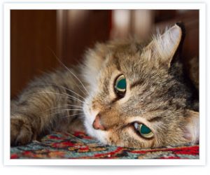 Recognizing and Treating Feline Hyperthyroidism