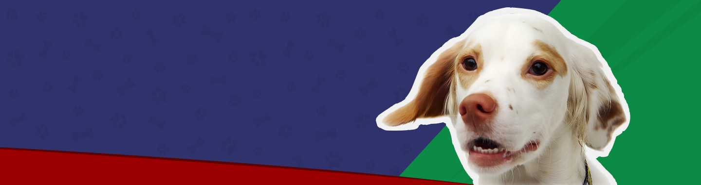 Pet vitamins and supplements clearance